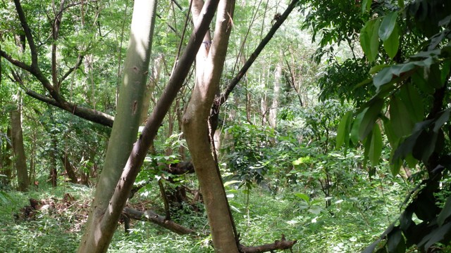 Hutan Kota, Senjata Jakarta Hadapi Efek Gas Rumah Kaca (80382)