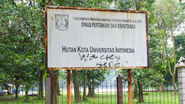 Hutan Kota Universitas Indonesia. Foto: Rizki Baiquni Pratama/kumparan
