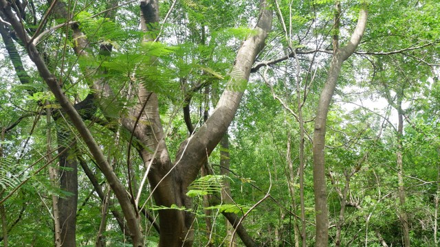 Hutan di Antara Beton Ibu Kota (77456)