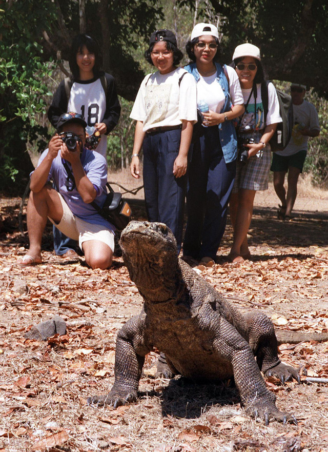 Wisatawan melihat Komodo di Taman Nasional Komodo 09 Agustus 1997. Foto: BERNARD ETRADE / AFP