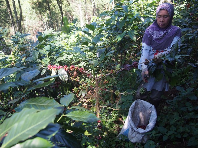 Petani memetik kopi yang ditanam secara agroforestri di areal perhutanan sosial di daerah Ciwidey, Kab. Bandung, Jawa Barat