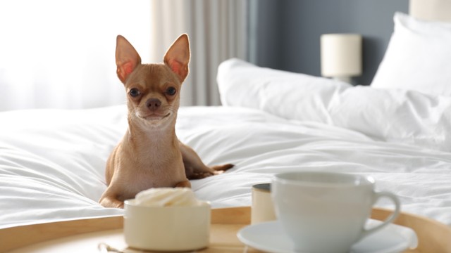 Ilustrasi hotel mewah untuk anjing. Foto: New Africa/Shutterstock