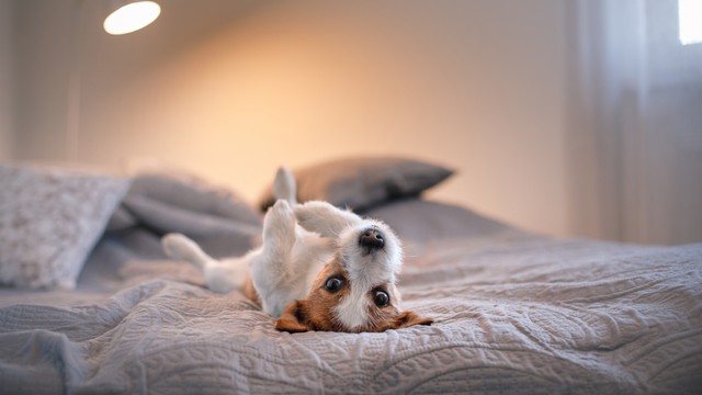 Ilustrasi hotel mewah untuk anjing. Foto: dezy/Shutterstock