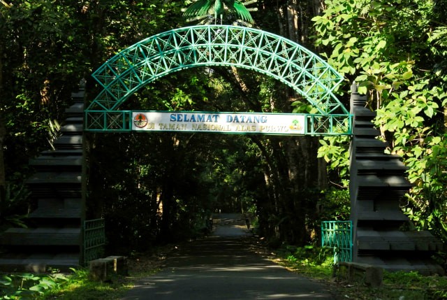 Taman Nasional Alas Purwo, Banyuwangi. Foto: KumparanTravel/Dionesia Ika