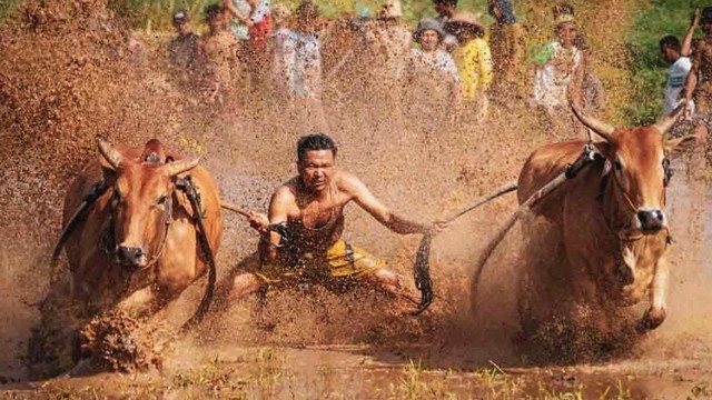 Aksi pacu jawi di Kabupaten Tanah Datar, Sumatera Barat. Foto: Humas Pemkab