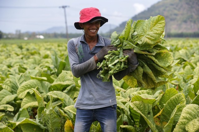 Salah satu petani binaan Sampoerna. Foto: dok. Sampoerna