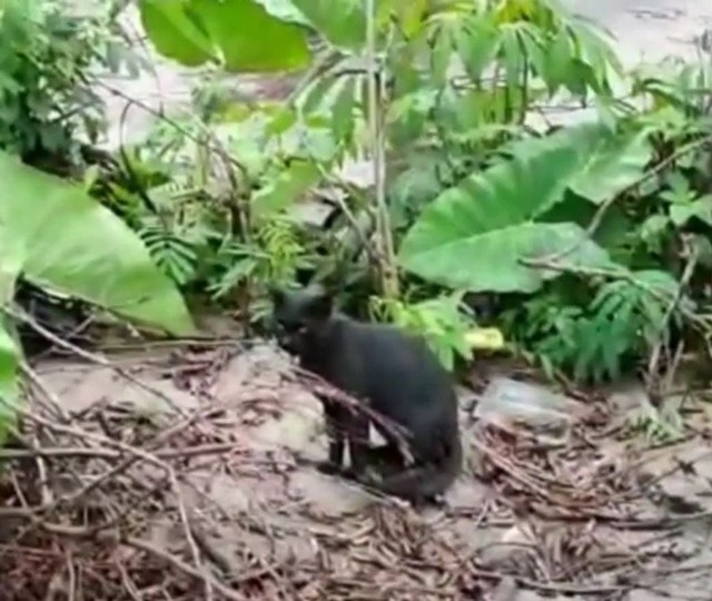 Kucing hitam, yang tertangkap kamera CCTV pemantau lahar, yang sebelumnya diduga Macan Kumbang. dok/TNBTS