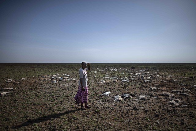 Ilustrasi. (Warga melihat bangkai domba dan kambing berserakan di ladang di pinggiran pemukiman kecil yang diduga tewas akibat perubahan iklim di daerah Marsabit 29 Januari 2022, di afrika timur utara. Foto: Tony Karumba / AFP)