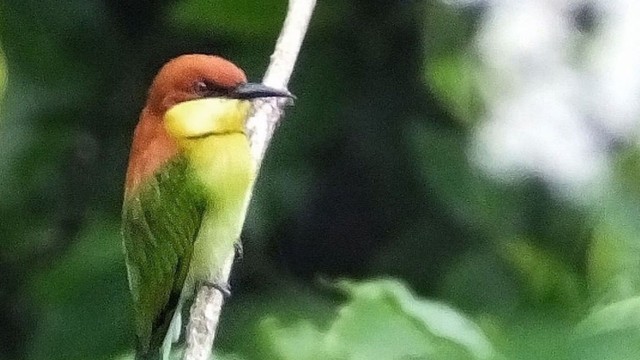 Burung Kirik-kirik Senja Foto: Instagram/@gunung_ciremai