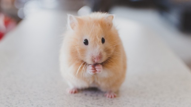 Ilustrasi hamster. Foto: Ricky Kharawala via Unsplash