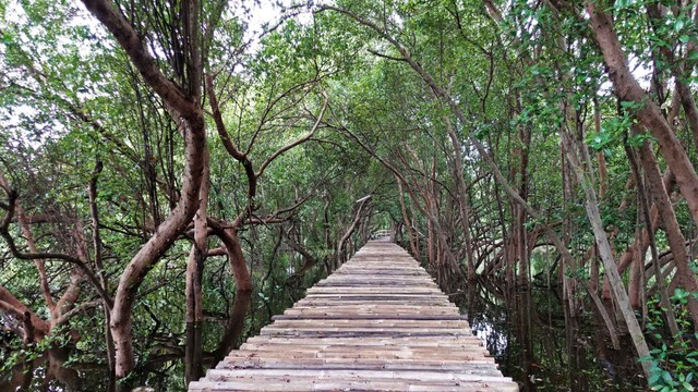 Taman Wisata Mangrove Angke. Foto: Bagus upc/Shutterstock