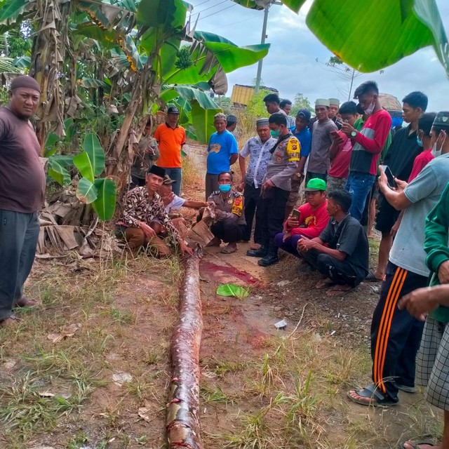 Ular yang telah melilit dan menewaskan warga Jambi. (Foto: Jambikita)