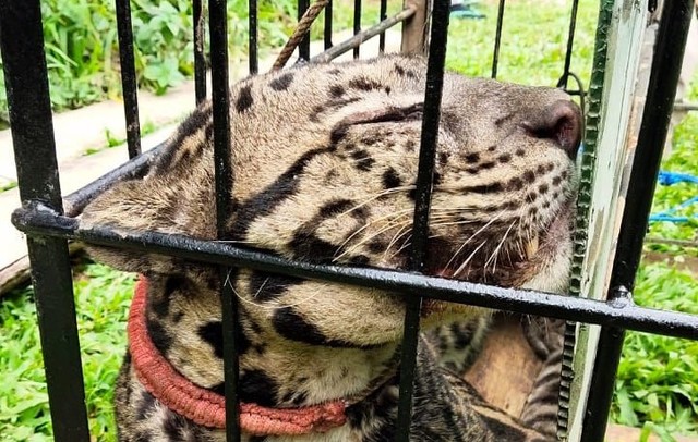 Kondisi Macan Dahan yang berhasil dievakuasi oleh BKSDA Sumatera Barat dari jerat babi yang dipasang warga di wilayah Kabupaten Agam, Rabu 9 Februari 2022. Foto: dok BKSDA