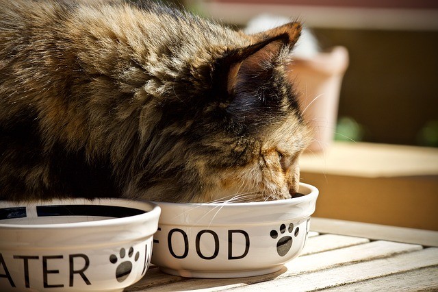 Ilustrasi Apakah Kucing Boleh Makan Nasi? Foto: pixabay.com