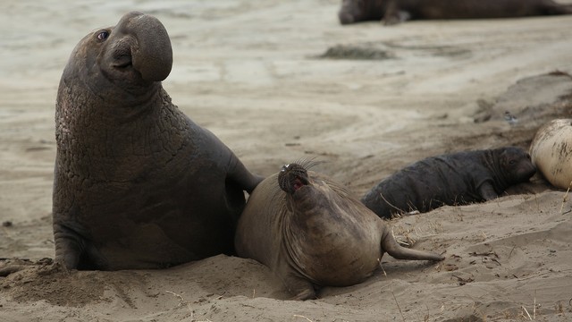 Ilustrasi sepasang gajah laut jantan dan betina. Foto: Pixabay