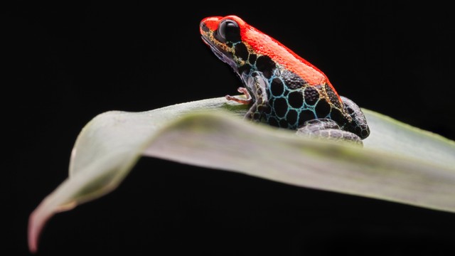 Katak tropis merah dari hutan hujan amazon di Peru. Foto: Dirk Ercken/Shutterstock