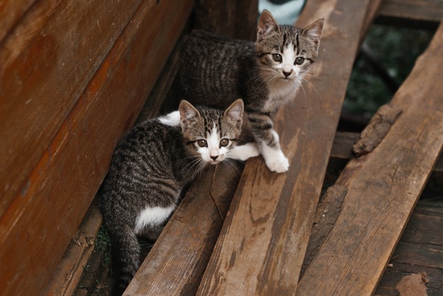 Ilustrasi Nama Anak Kucing Betina, Foto: Pexels/Roman Odintsov