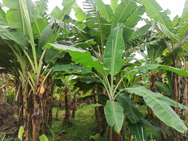 Ilustrasi pohon pisang. Foto: Helmi Afandi Abdullah/kumparan