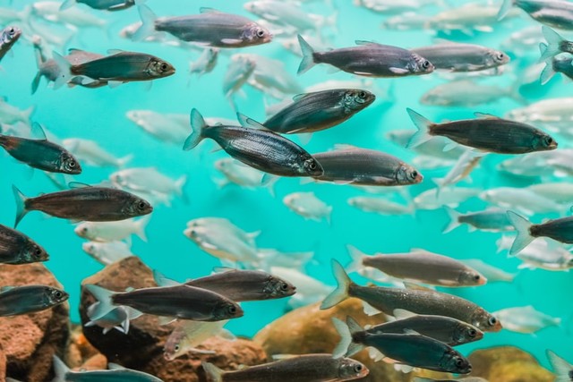 Peristiwa yang Terjadi Selama Fertilisasi pada Hewan adalah Penyatuan Inti Sel Sperma dan Inti Sel Telur, Foto: Unsplash/Yomex Owo