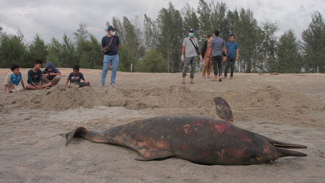 Lumba-lumba mati di Aceh Jaya. Foto: Zahlul Akbar untuk acehkini