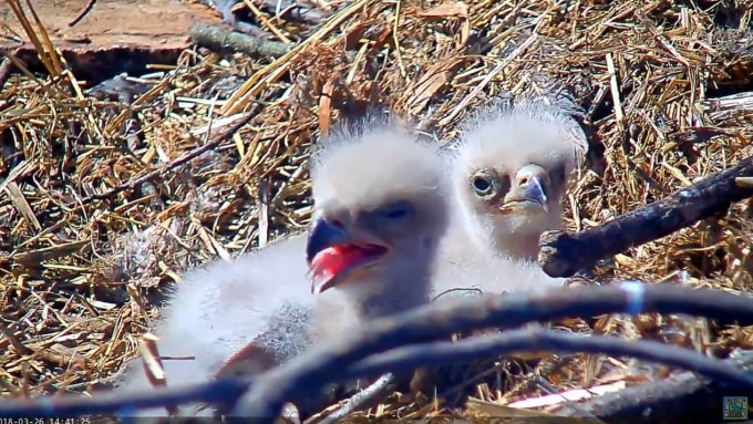 7000 Gambar Burung Elang Dan Anaknya HD Terbaik