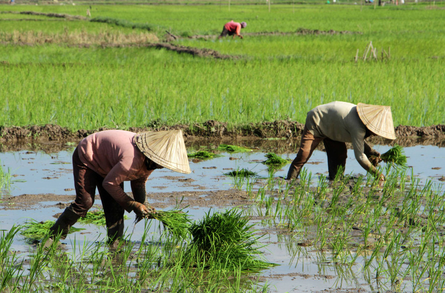 Rencana Pemutihan Utang Petani dan Nelayan Dinilai Efektif, Tapi Perlu Hati-hati - kumparan.com