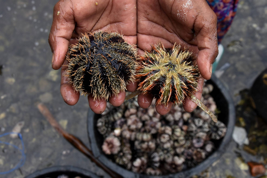 Video Ungkap Hiu Ternyata Suka Kunyah Bulu Babi Berduri, Kayak Makan Kerupuk - kumparan.com