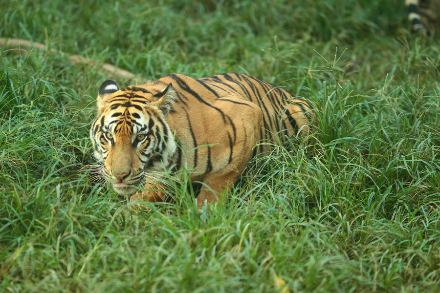 Pria di Siak Riau Tewas Diterkam Harimau, Kepalanya Putus - kumparan.com