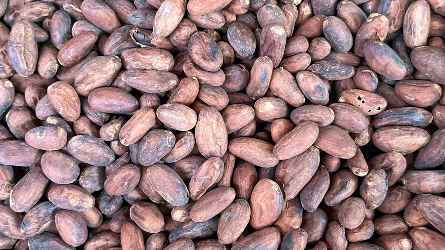Airlangga: Jumlah Lahan Kakao Berkurang, Produksi Harus Ditingkatkan 400.000 Ton - kumparan.com