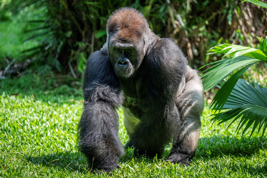 Di Balik Tubuhnya yang Besar, Gorila Ternyata Punya Penis Super Kecil - kumparan.com
