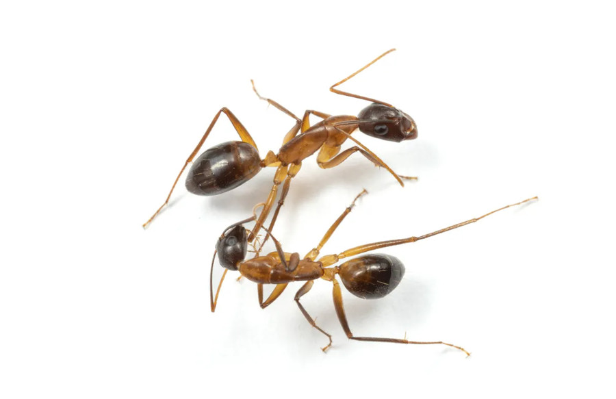 Momen Langka Semut Obati dan Amputasi Kaki Temannya yang Cedera - kumparan.com
