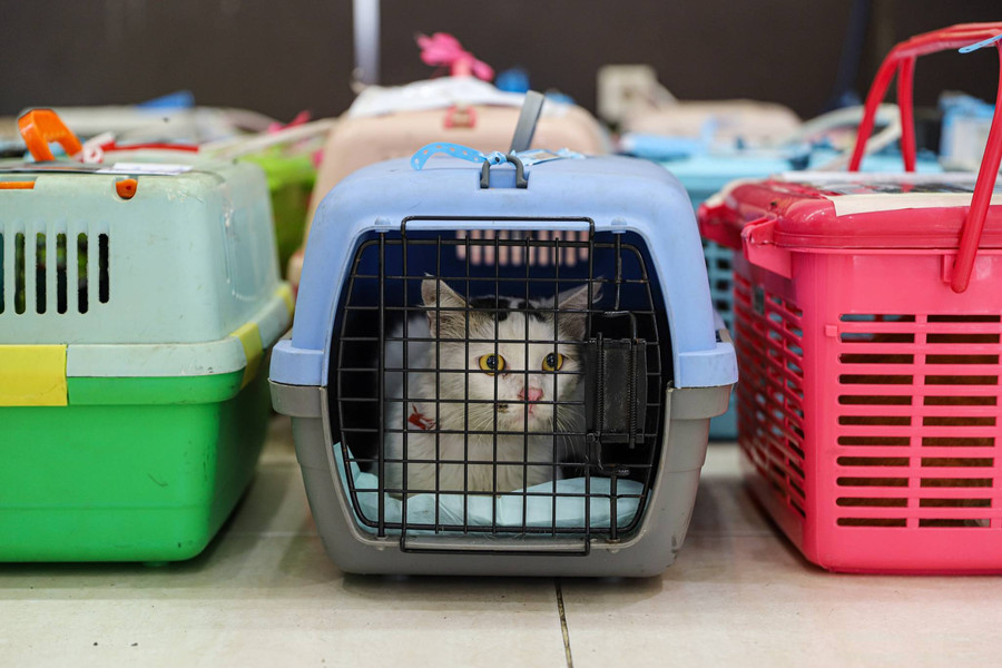 Foto: Vaksin Rabies dan Sterilisasi Gratis bagi Kucing di Jaktim - kumparan.com