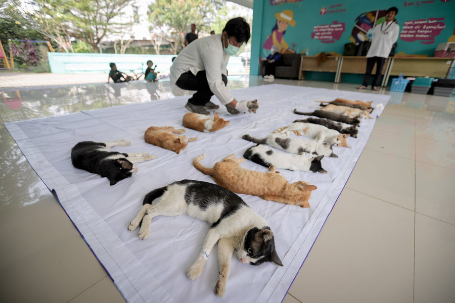 Foto: Relawan Sterilisasi Kucing Liar di Jakarta untuk Kendalikan Populasi - kumparan.com