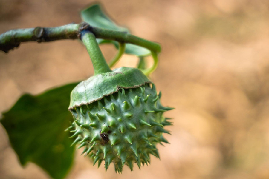 Puluhan Orang Teler di Kalsel Bukan karena Kecubung, tapi Konsumsi Pil Putih - kumparan.com