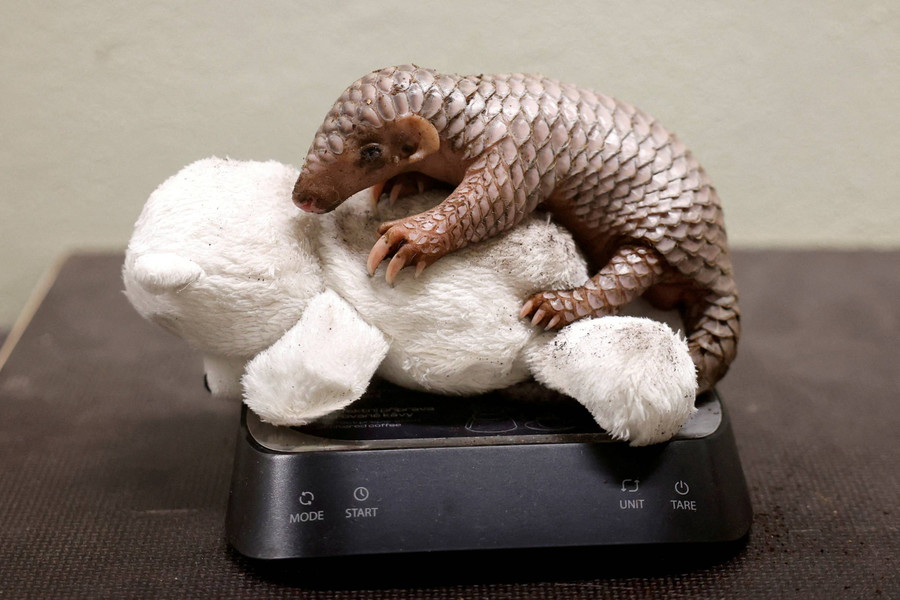 Foto: Bayi Trenggiling yang Terancam Punah Lahir di Praha, Ceko - kumparan.com