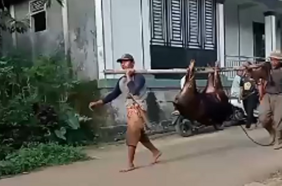 Babi Hutan Nyasar ke Musala di Pandeglang, Diburu Warga karena Kerap Rusak Kebun - kumparan.com