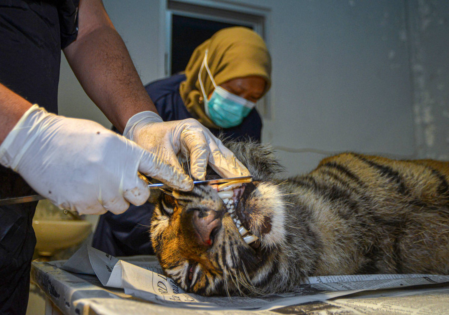 Foto: Harimau Mati dengan Kaki Putus di Agam, Sumatera Barat - kumparan.com