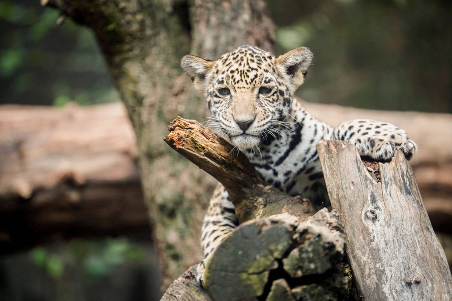 Foto: 3 Anak Jaguar di Kebun Binatang Meksiko Diperkenalkan ke Publik - kumparan.com