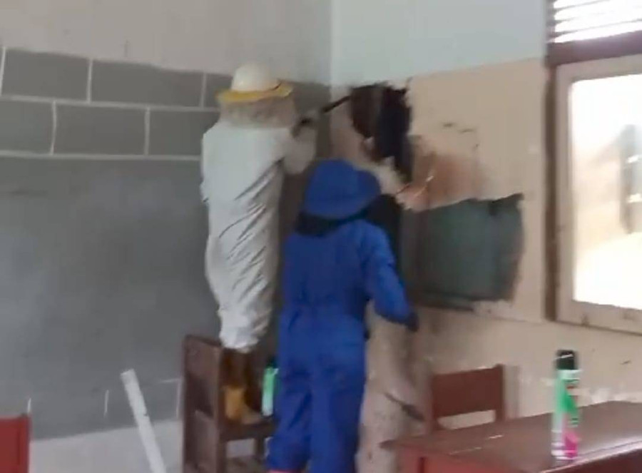 Damkar BPBD Mempawah Evakuasi Sarang Tawon Usai Sengat Siswa dan Penjaga Sekolah - kumparan.com