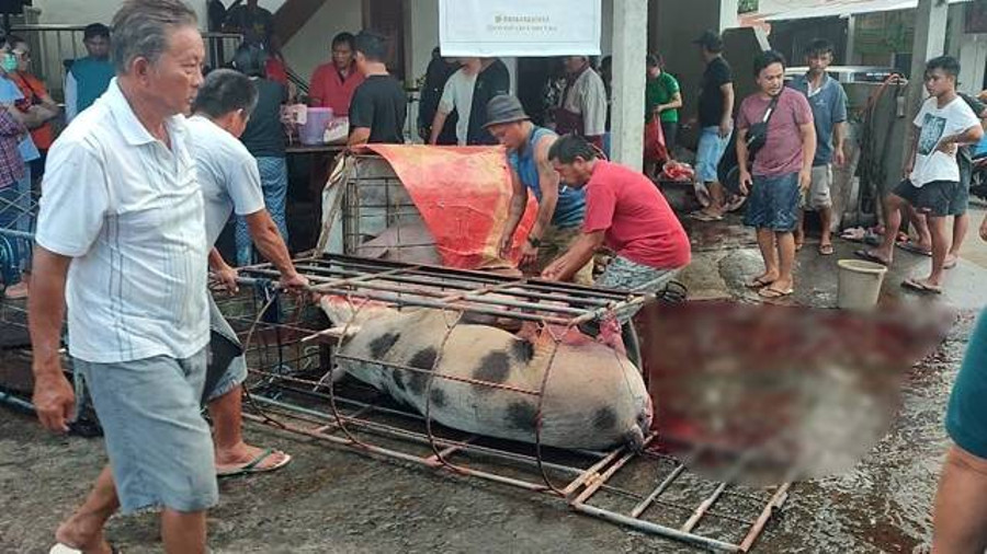 Curhat Peternak Babi di Sulut yang Kehabisan Ternak Akibat Serangan Virus ASF - kumparan.com