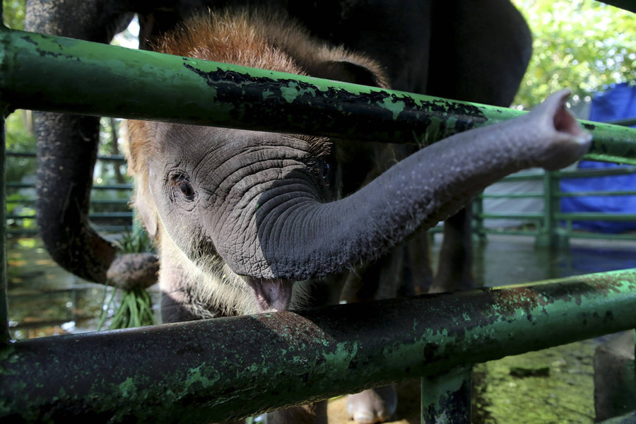 Foto: Rocky Balboa Anak Gajah yang Jadi Keluarga Baru di Kebun Binatang Surabaya - kumparan.com