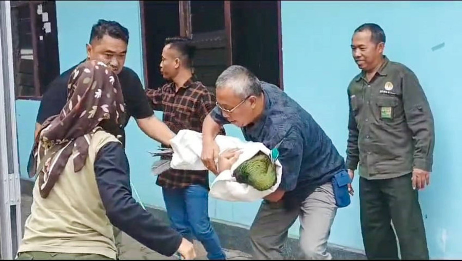 Merak Hijau yang Ditemukan di Kulon Progo Dititipkan ke Kebun Binatang - kumparan.com