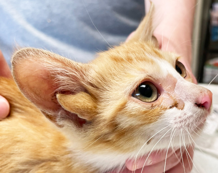 Penampakan Anak Kucing Langka, Punya Empat Telinga - kumparan.com