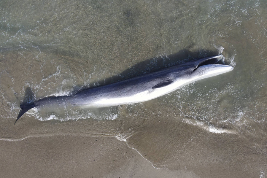 Foto: Ikan Paus Terbesar Kedua di Dunia Terdampar dan Mati di Pantai California - kumparan.com