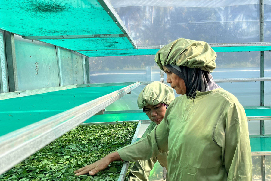 Membuka Potensi Daun Kelor-Sargassum di Sumenep, Rutin Ekspor ke Malaysia-Jerman - kumparan.com