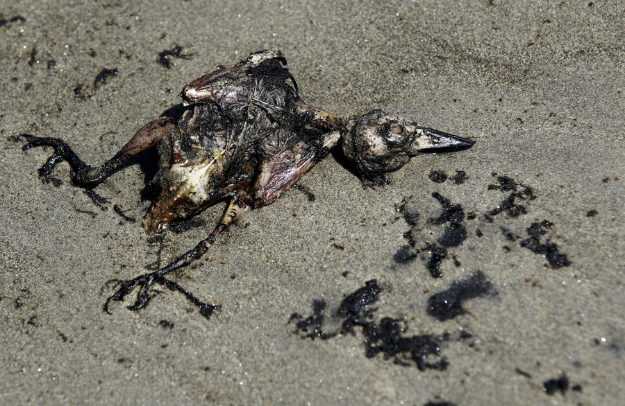 Foto: Burung Mati Berlumuran Minyak di Pantai Venezuela - kumparan.com