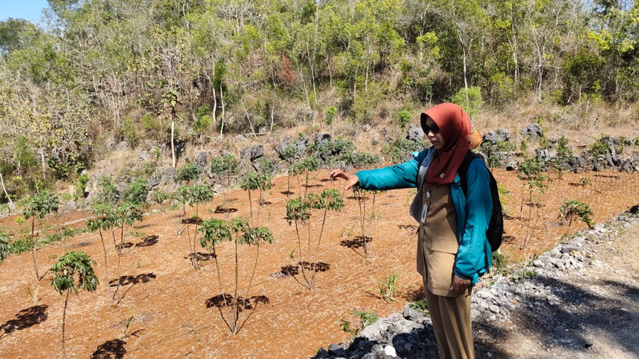 Suswaningsih Peraih Kalpataru di Gunungkidul: Anak Muda Jangan Malu Jadi Petani - kumparan.com