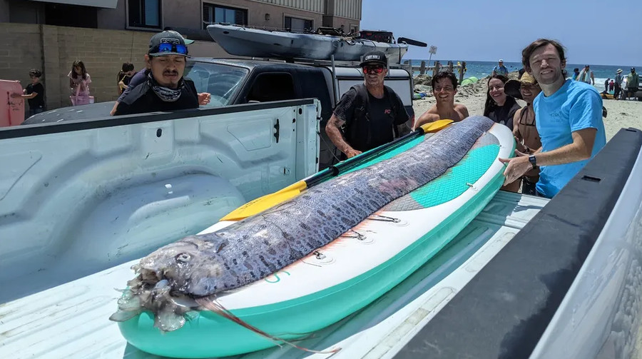 Ikan Kiamat Muncul Dua Hari Sebelum Gempa Guncang Los Angeles - kumparan.com