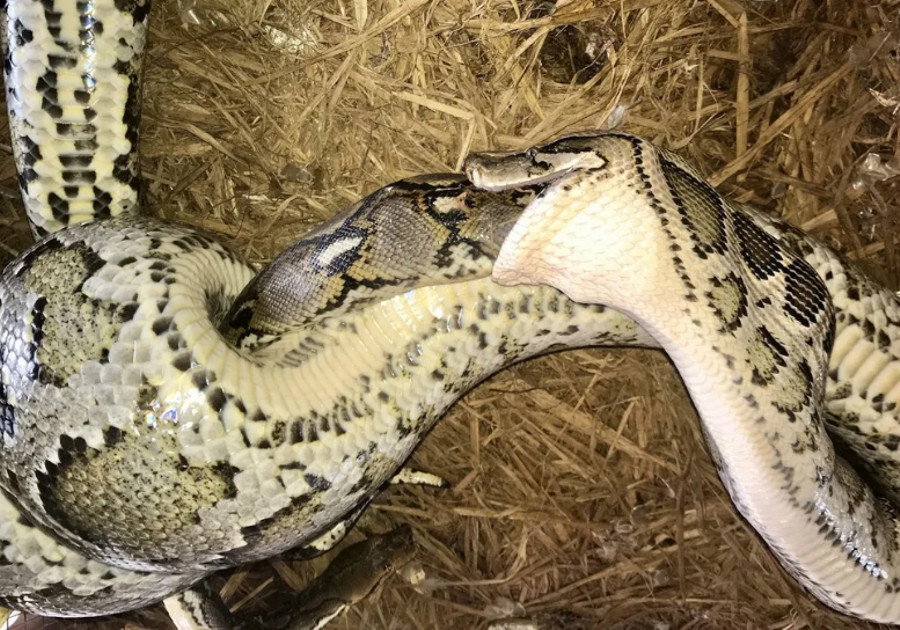 Ular Piton Burma Telan Hidup-hidup Sanca Kembang Raksasa, Ini Penampakannya - kumparan.com