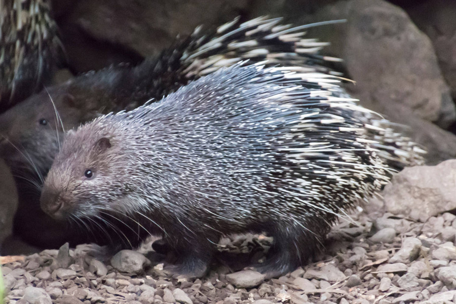 Landak Jawa Diduga Dijual di Situbondo Lewat Media Sosial, BKSDA Telusuri - kumparan.com